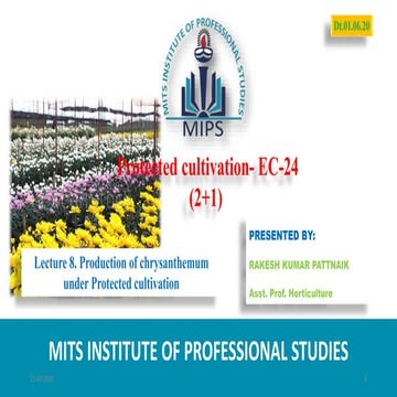 Chrysanthemum under green house