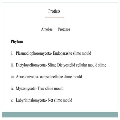 Structure and Reproduction in Stemonitis.pptx