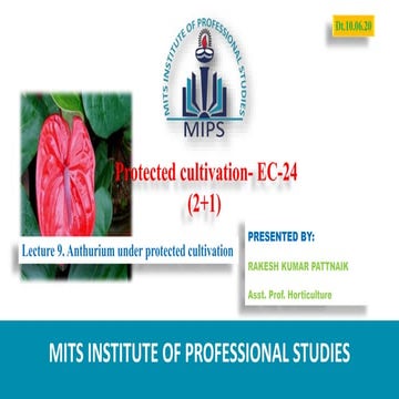 Anthurium under protected structure