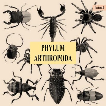 Lecture 9      (arthropoda)