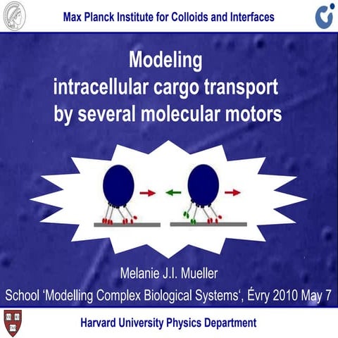 Lecture: Modeling intracellular cargo transport by several molecular motors