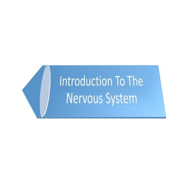 Nervous systems central nervous system and