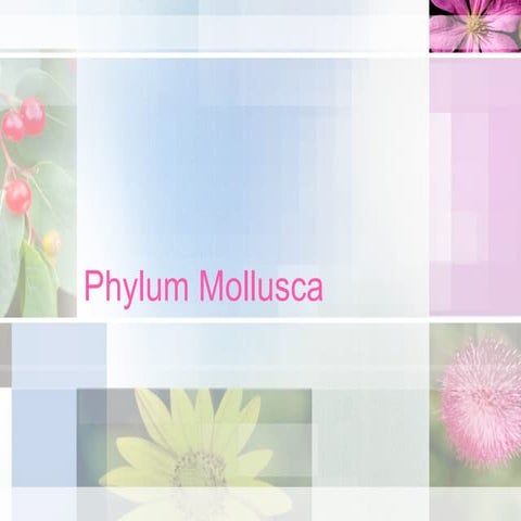 Lecture Phylum Mollusca by TPC123456.ppt