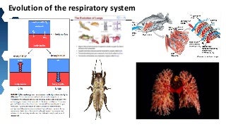 Lecture the lungs preethi_surendran_ss