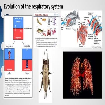 Lecture the lungs  preethi_surendran_ss