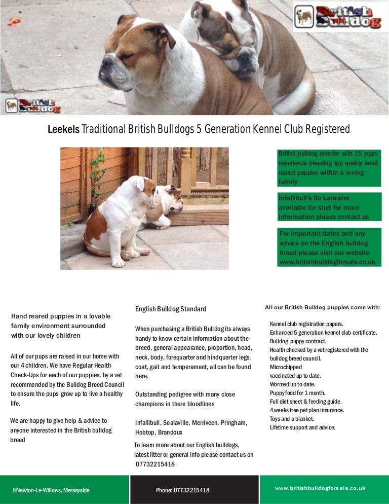 puppies for sale flyer