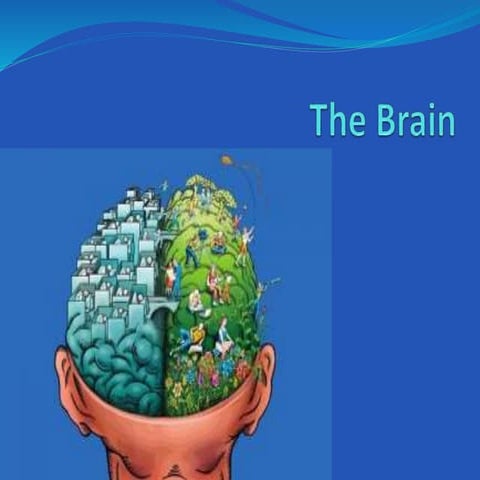 Left and Right Hemispheres