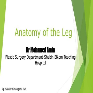 Anatomy of the Leg 