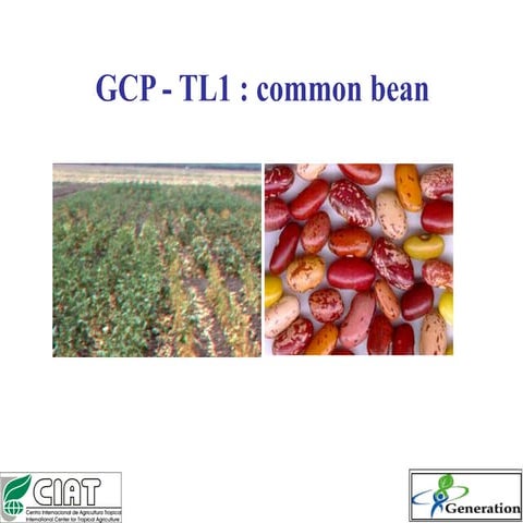 GRM2011: Improving bean productivity in Africa