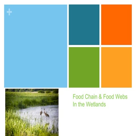  wetlands food chain & food webs
