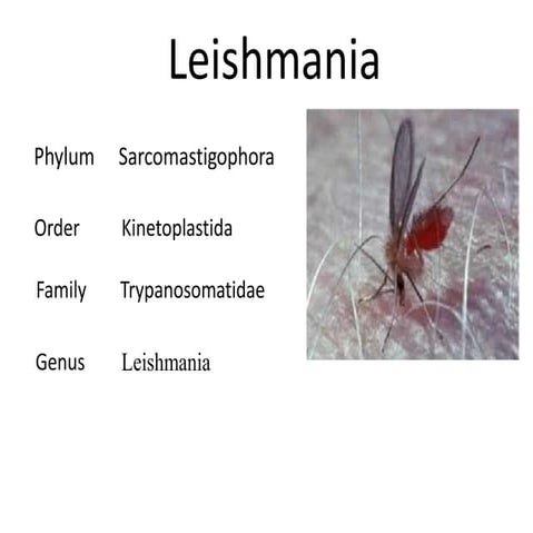 leishmania ppt mine.ppt