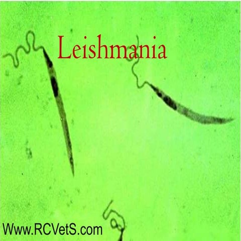 Leishmania