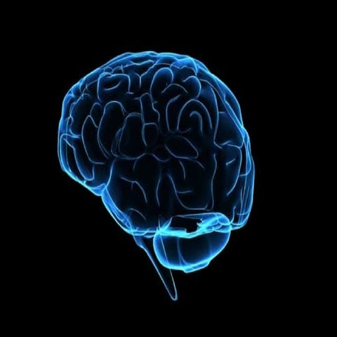 Лекция о мозге человека