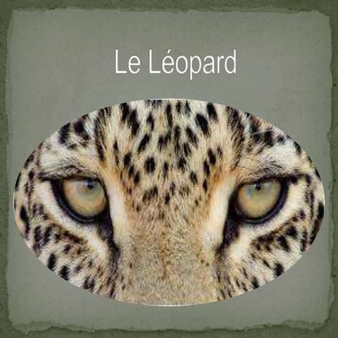 Le léopard | PPTX