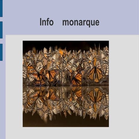 Le monarque par meagan