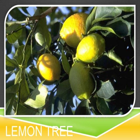 Lemon tree