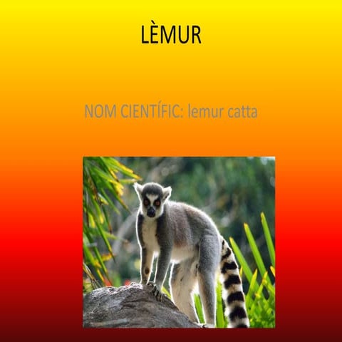 Lemur