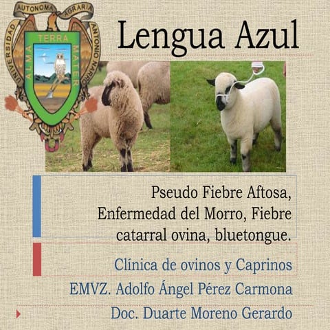 Lengua azul en ovinos