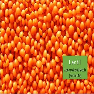 Lentil