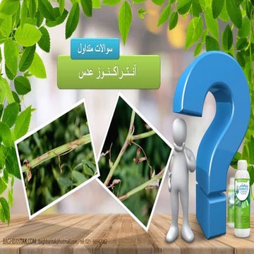 آنتراکنوز عدس