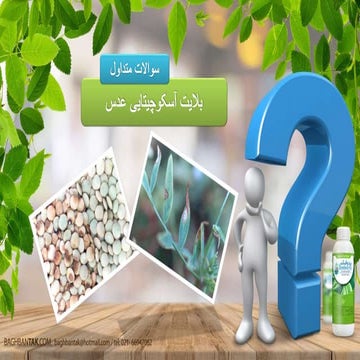 بلایت آسکوچیتایی عدس