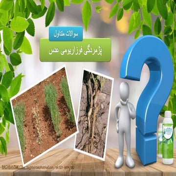 پژمرگی فوزاریومی عدس