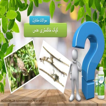 کپک خاکستری عدس