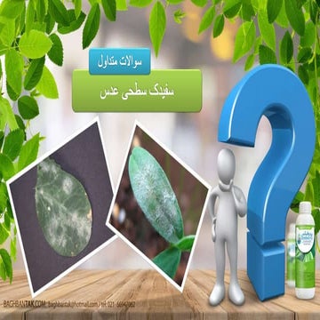 سفیدک سطحی عدس