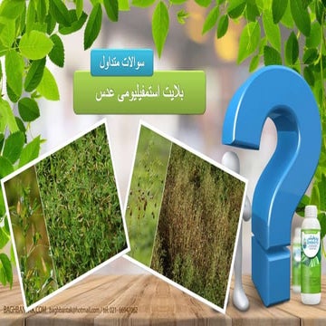 بلایت استمفیلیومی عدس