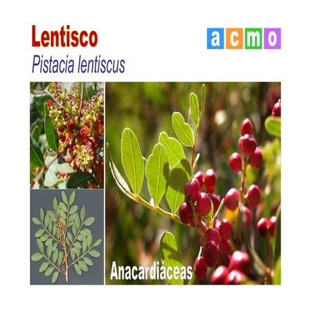 Lentisco | PDF