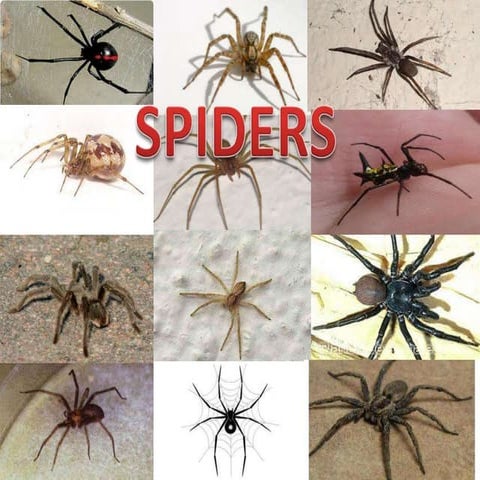 EDLC 2nd. year. Animal Kingdom: Spiders- Leonel