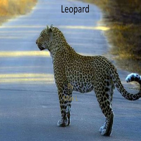 Leopard by Max