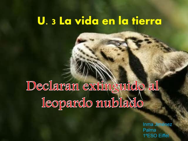 Leopardo nublado