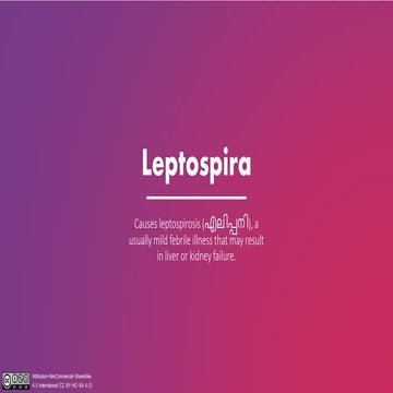 Leptospirosis