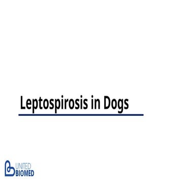 Leptospira Infection in Dogs_Complete Review