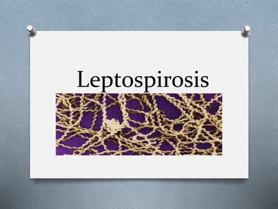 Leptospirosis canina en los animales de compañía como los caninos | PPTX