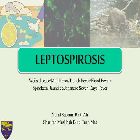 Leptospirosis