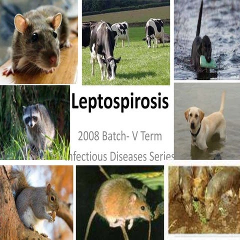 Leptospirosis | PPTX