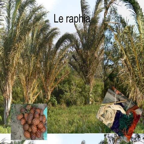 Le raphia | PPT