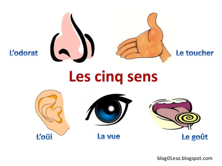 Les 5 sens Les 5 sens