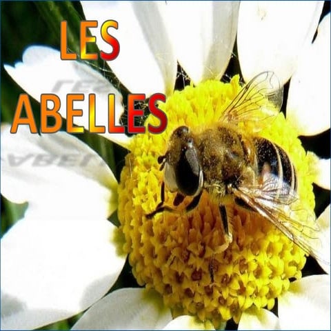 Les abelles