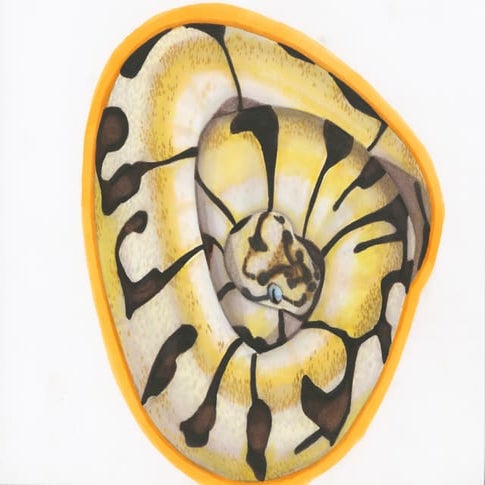 Columbian red tail boa illustration | PDF