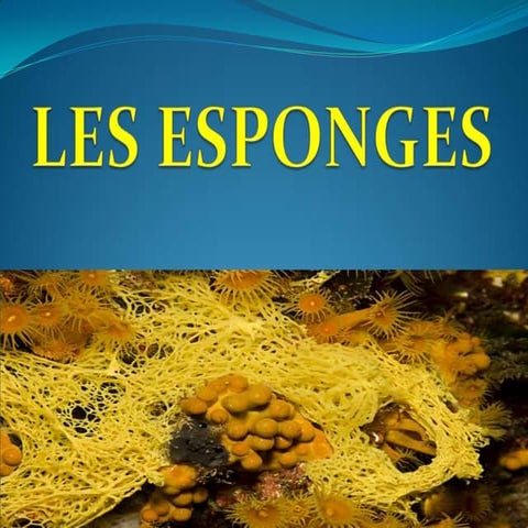 Les esponges
