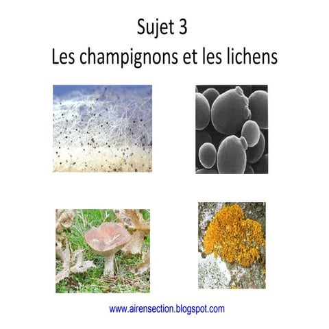 Les fongiques et les lichens