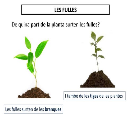 Les fulles