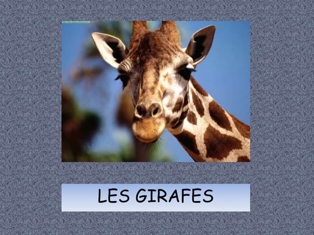 Les Girafes