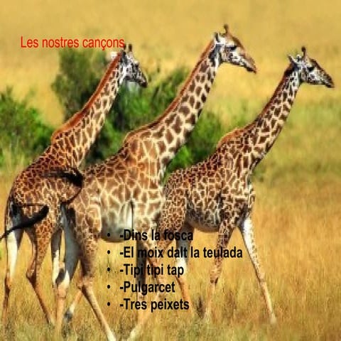 Les nostres cançons