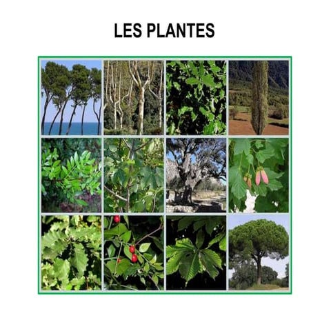 Les plantes