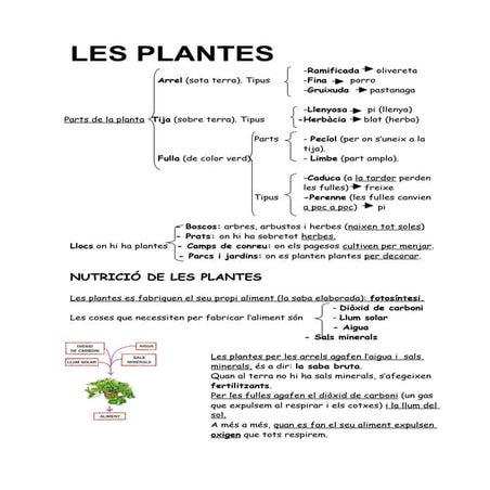Les plantes