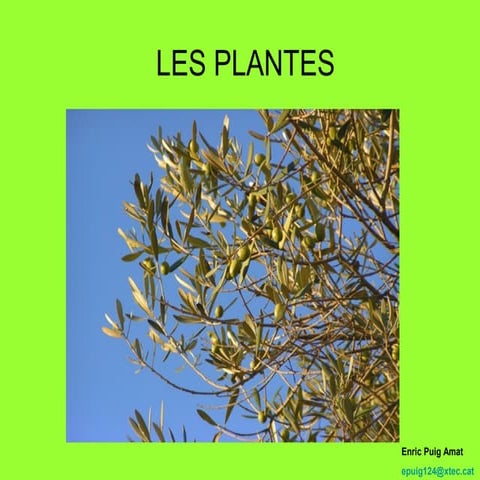 Les plantes